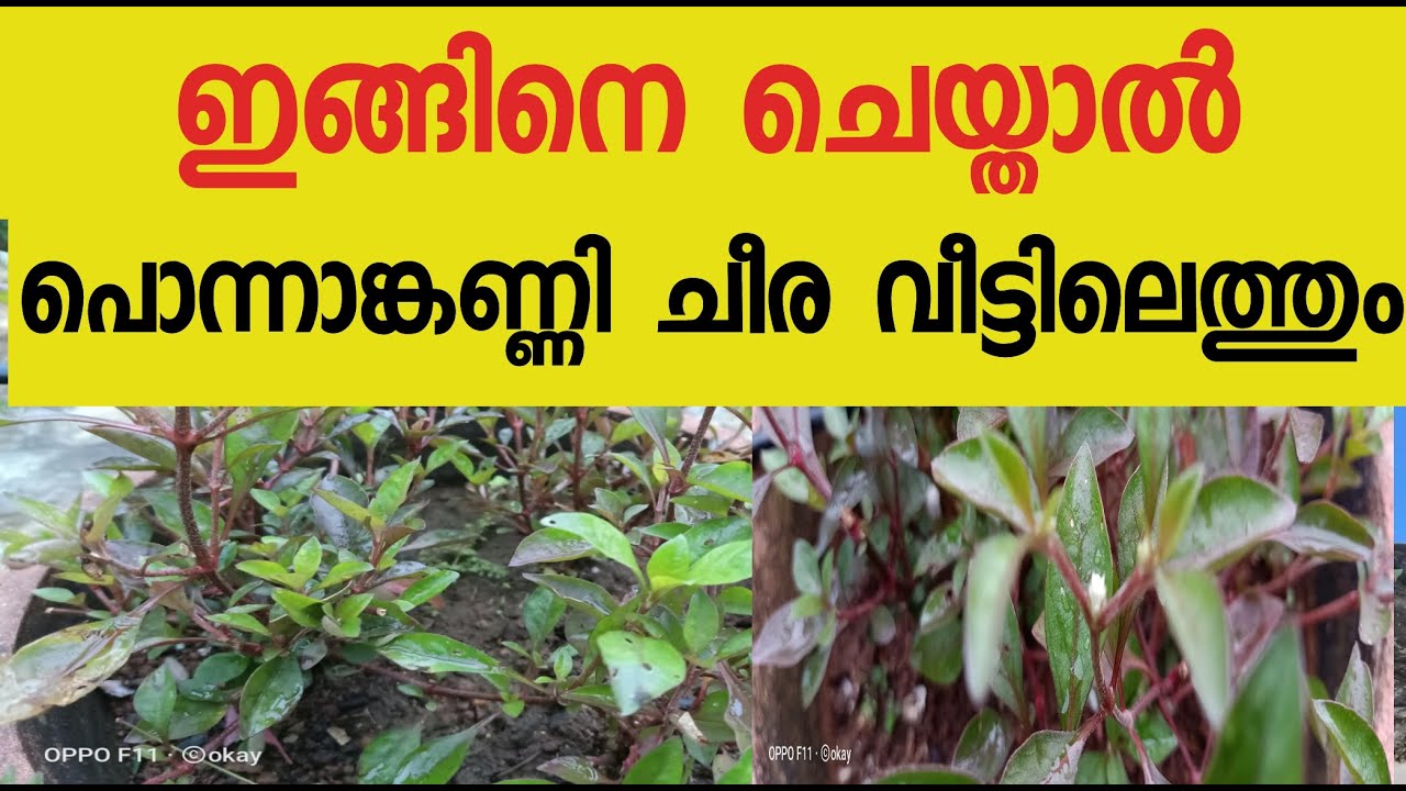 ponnankanni 7510811379 വാട്ട്സ് ആപ്പ് പൊന്നാങ്കണ്ണി ചീര
