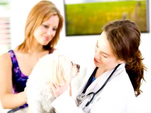 MediaPharm - Caution Giving Pets Human Meds