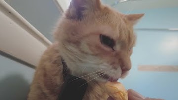 🧡 A Close-Up of Pure Treat Enjoyment! (Orange Cat ASMR?)