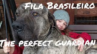 Fila Brasileiro   dokonalý strážce 83kg