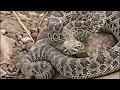 Are your dogs safe from Colorado rattlesnake season?