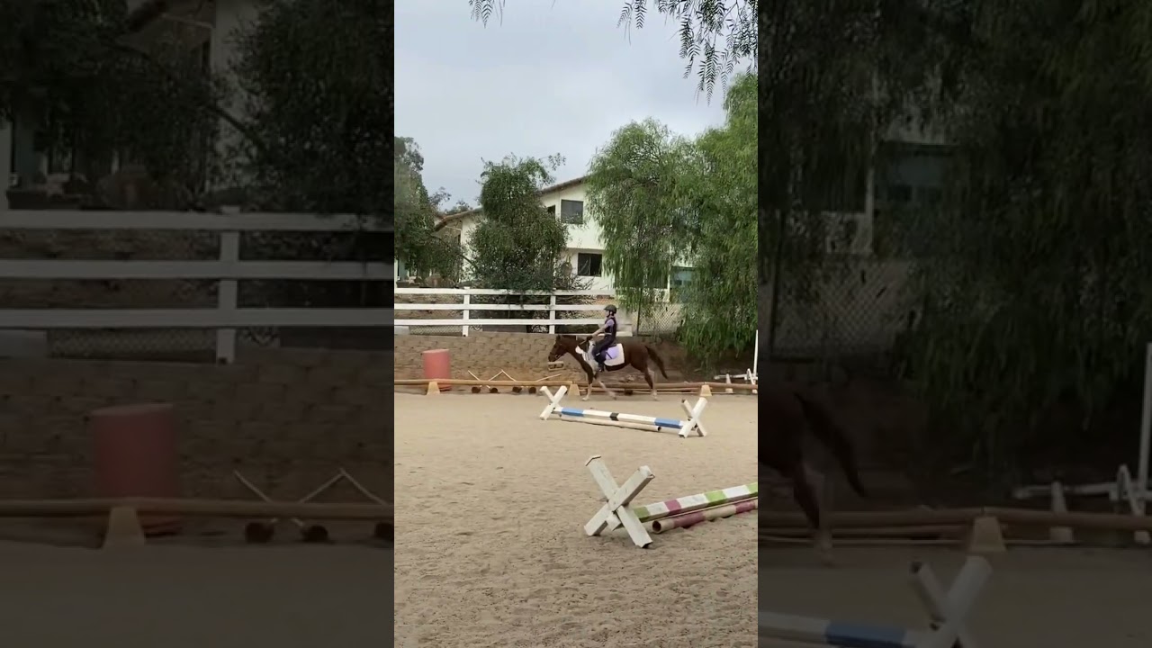 What’s your dream horse?- coats, hight, breed, etc