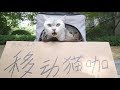 出门遛猫还摆成了地摊.猫咪又怂又好奇,还要一连六七天?