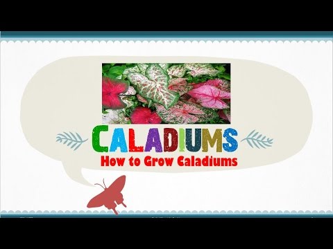 grow plants How to Grow Caladiums from Seed or Corm by your own Step-by-Step Tutorial