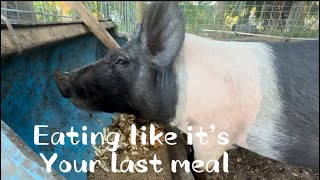 Feeding time with the pigs. #slop #pigs #homestead #thebackyardbarn