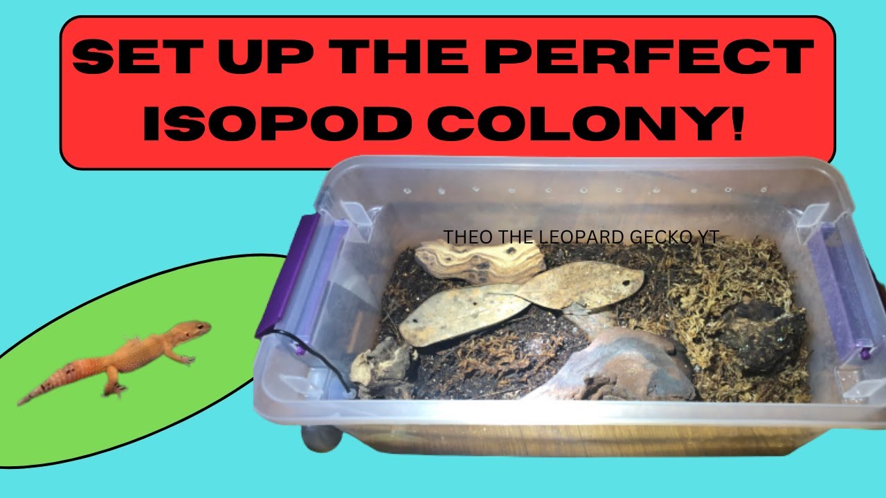 Beginners Guide to Porcellio Laevis Isopods! - YouTube
