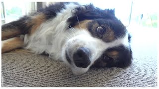 Daily vlog of my clever Border Collie (What is she thinking?) by 레나랜드 Lena Land 4,198 views 2 months ago 6 minutes, 44 seconds