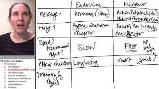 endocrine 2 control systems