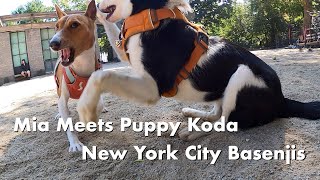 Basenji Mia Meets Border Collie Pup Koda - New York City Basenji Meetup - 3 September 2023 by New York City Basenjis 503 views 8 months ago 2 minutes, 43 seconds