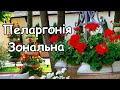 Пеларгонія зональна. Як виростити справжню красу