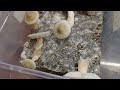 2nd flush of some jack frost mushrooms spawned from uncle bens brown rice bags  harvest ready 