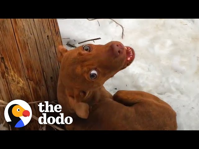Puppy Abandoned In A Snowstorm Demands All His Dad's Attention Now | The Dodo class=