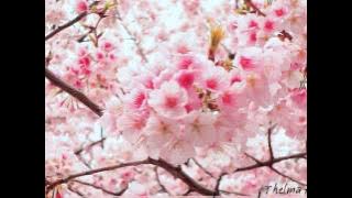 futari no yakusoku no hi - Thelma Aoyama