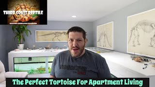 The perfect Tortoise for Apartment Living