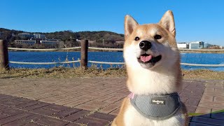 A Day in the Life of a Shiba Inu in Korea