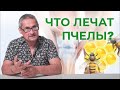 Апитерапия, пчелоужаливание | ЧТО ЛЕЧАТ ПЧЕЛЫ?