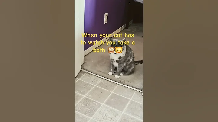 Video 10042001: kitten pets kitty funnycats, cat kitten kitty funnycat, bath cat kitten kitty, cats funnycats animals kitty, cat bath funny pet, cat pet adoption