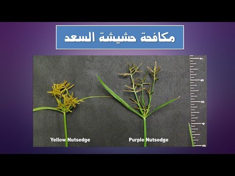 فيديو: رعاية نباتات حشيشة الدود - كيفية زراعة حشيشة الدود في الحديقة