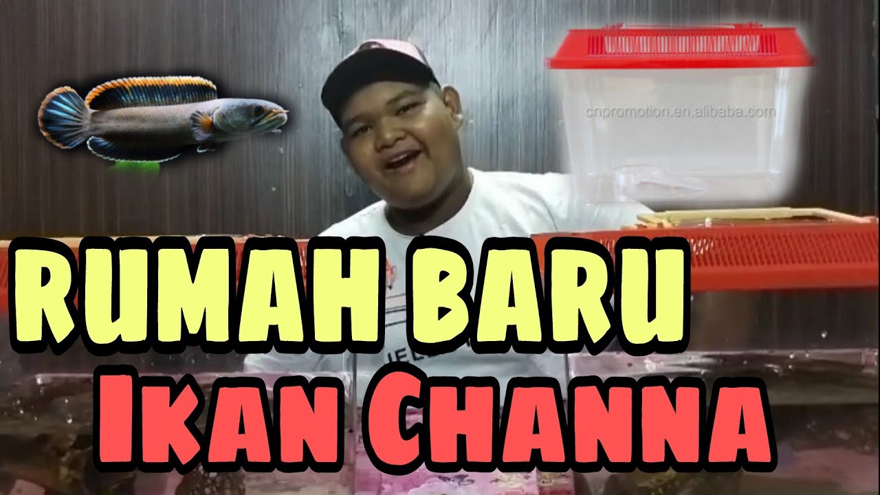 Setup Air Ikan Channa Limbata