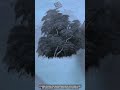 How Sponge Brush Painting Shapes Green Trees Into Soft Nature Textures