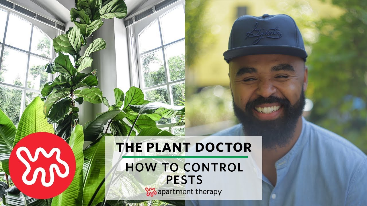 mites in rabbits How To Control Pests | The Plant Doctor