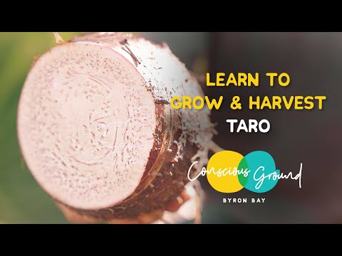 Learn how to grow and harvest Taro