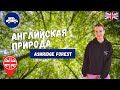 ПРИРОДА АНГЛИИ: ПРОГУЛКА ПО ЛЕСАМ И ПОЛЯМ | ASHRIDGE FOREST