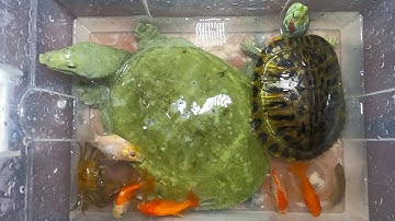 THảo Cady trời mưa đi soi cá, bắt được con cá vàng, con cua, con rùa, con baba.Part-167