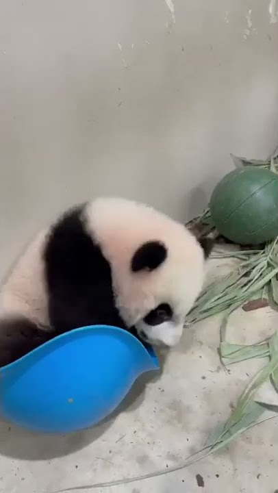 #LeLe - Rock-a-bye-baby panda