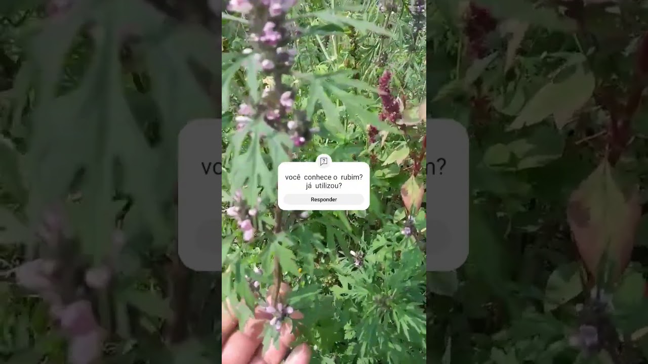 rubim/erva Macaé  Leonurus sibiricus