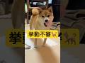 危うく騙されるところだった😇#柴犬 #豆柴 #shibainu #犬 #犬のいる暮らし #shorts