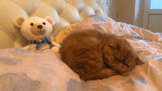 Relaxing Video: Sleeping Cat