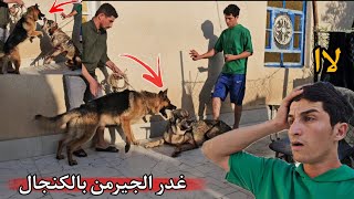 هروب الكانجال من البيت بسبب روك _ السباحة معه المتابعين _ بناء بيت الولادة 🐶🔥