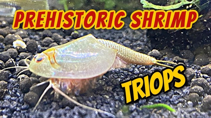 PREHISTORIC TRIOPS KIT AKA DINO SHRIMP