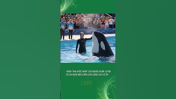 Ngày Tàn Khốc Nhất Của Người Huấn Luyện Cá Voi buổi biểu diễn cuối cùng của cô ấy #tamdiemcongdong