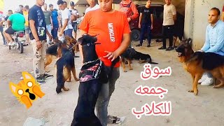 بيع وشراء الكلاب في سوق الجمعه جميع انواع الكلاب في سوق السيده عائشه للكلاب