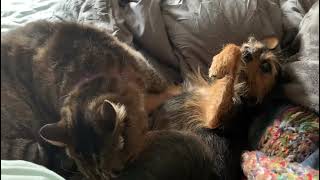 Cat trying to get dog to wrestle. by Shadow the Manx and Daisy Doggo 122 views 1 year ago 56 seconds