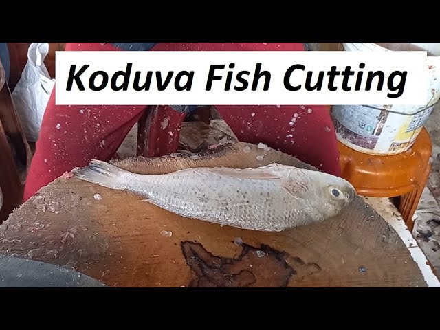 Sea Bass / Koduva fish cutting and cleaning in Chennai Fish Market / Fish Cutting Videos