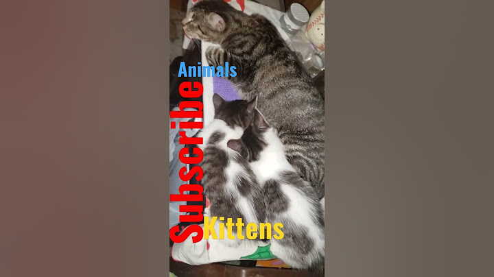kittens snuck  in while momma is weaning them!! #kittens #kitties #shorts #animals #cats #love