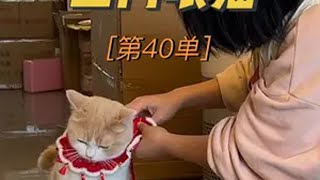 春节的第一单上门喂猫，来喂老朋友们啦上门喂猫 萌宠出道计划 格吾安罐头 猫罐头 格吾安家财万罐