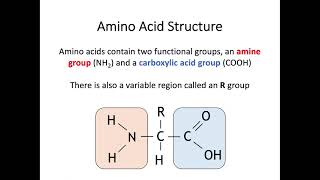 AH Biology 1.2c Protein Structure, Ligand Binding & Conformational Change