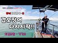 #갑오징어 이제시작?#서해갑오징어#마검포항#가가호#몽크로스#안선장에기