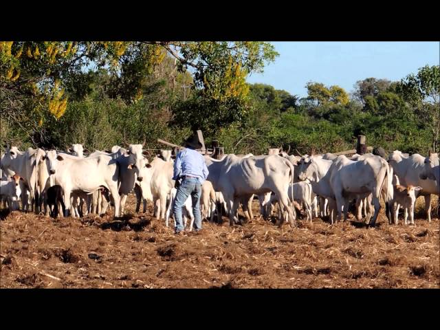 Conheça a vida de encantos e tradições dos boiadeiros no Pantanal - Vídeo  Dailymotion