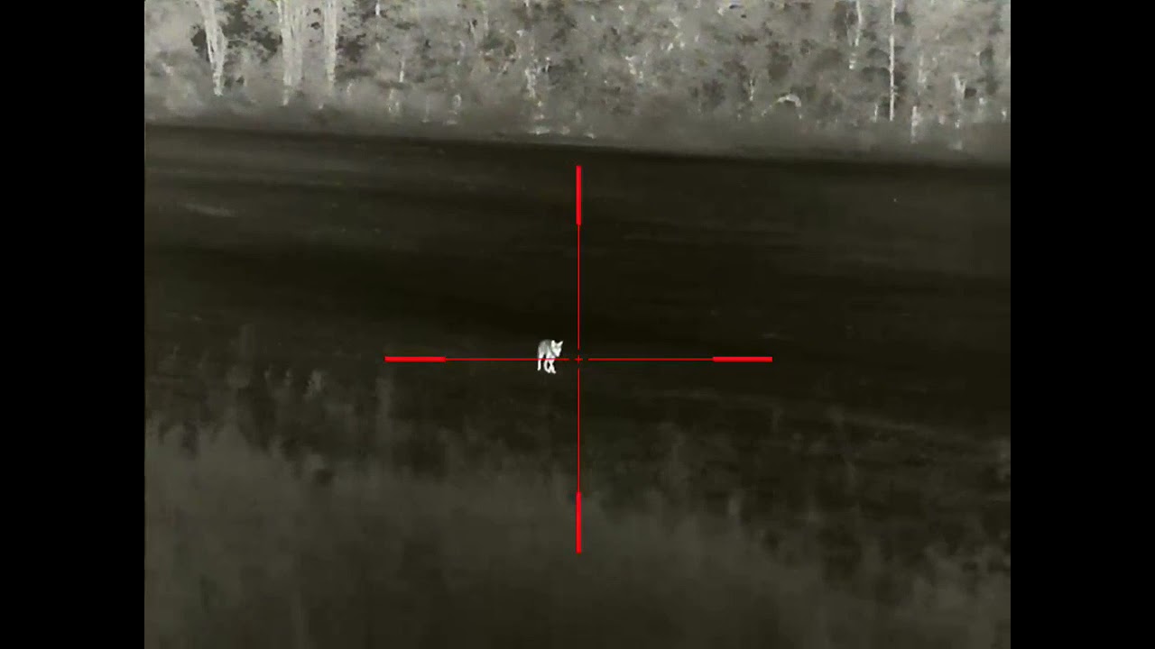 Thermal Coyote hunt, Iray Rico 1 shot drop dead coyote