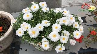 Grow portulaca flower at home