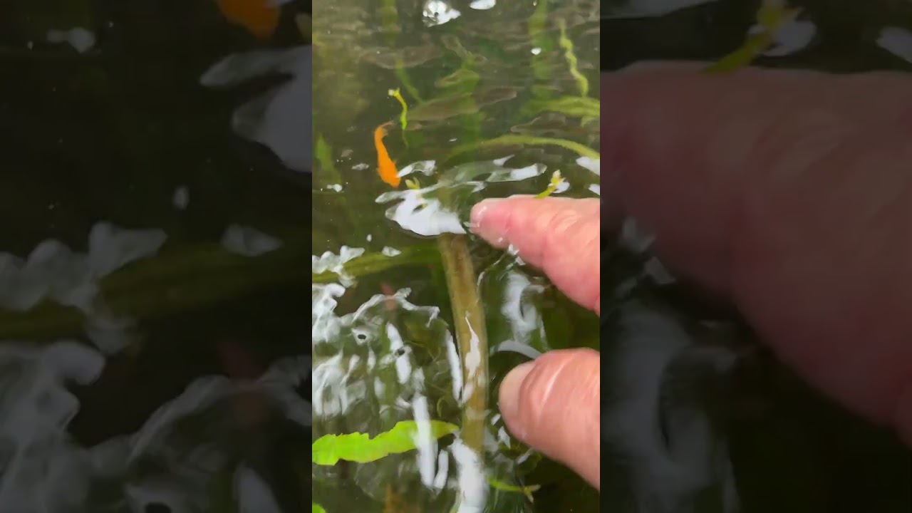 Have you ever seen Jungle Vallisneria in bloom?