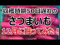 【さつまいも栽培】収穫時期を50日遅れたさつまいもを12月に掘ってみた!