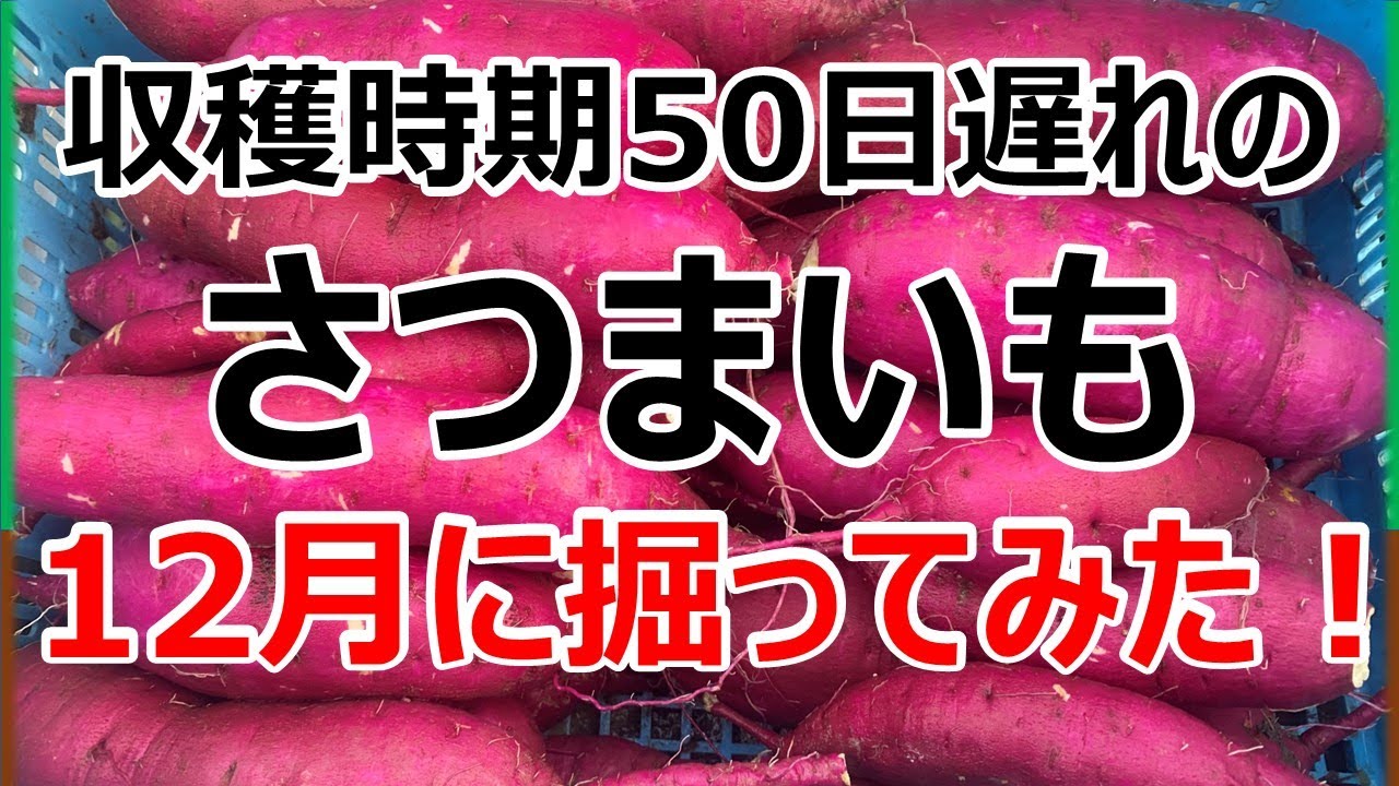 【さつまいも栽培】収穫時期を50日遅れたさつまいもを12月に掘ってみた！