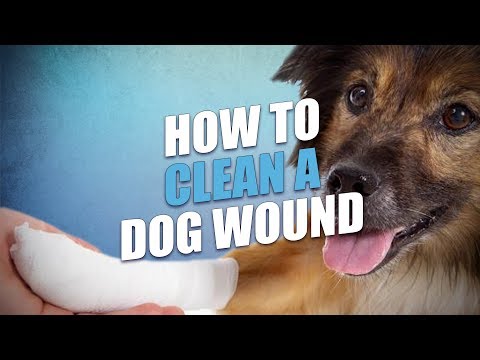 how-to-clean-and-treat-dog-wound-(dog-first-aid-basics)
