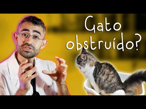 Vídeo: Doença do Trato Urinário em Gatos